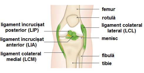 umflarea articulației genunchiului